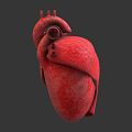 The modern human heart. 3d model