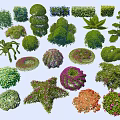Various Shaped And Trimmed Garden Shrubs With Different Forms And Colors