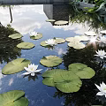 Serene Water Fountain With Lily Pads Water Lilies Stone Path And Greenery