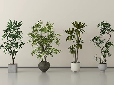 Bonsai Potted Plants with Various Foliage in Different Decorative Pots Arranged Indoors 3d model
