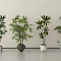 Bonsai Potted Plants with Various Foliage in Different Decorative Pots Arranged Indoors