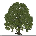 Lush Green Arbor With Dense Foliage And Strong Trunk In Natural Form