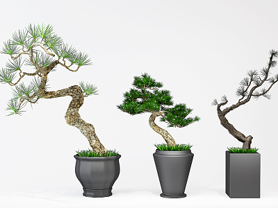 Modern Bonsai Luo Han Pine model