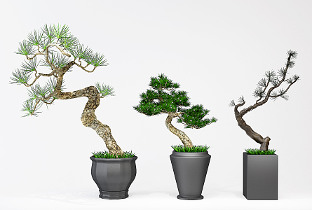 Modern Bonsai Luo Han Pine 3d model