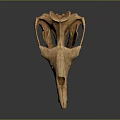 Detailed Crocodile Skull Skeleton Displaying Sharp Teeth And Anatomical Structure 3d model