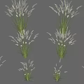Decorative Grasses With Green Leaves And White Spikelets In Various Forms 3d model