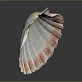 Scallop With Pink And White Fan Shaped Smooth Shell On Natural Background