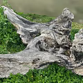 Natural Weathered Wood Log Surrounded By Green Grass And Lush Plants