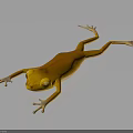 Orange Frog Lying On Shiny Smooth Surface With Yellow Eyes And Clear Reflection