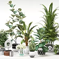 Various Bonsai Potted Plants With Decorative Pots For Indoor Home Decoration