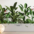 Bonsai Potted Plants Featuring Large Green Leaves and Red Flowers in White Rectangular Planter