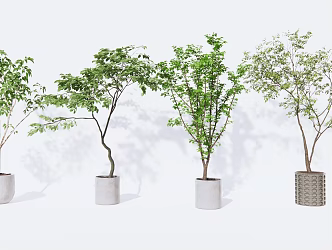 modern potted plant potted plant 3d model