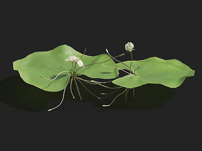 Green Large Water Lily Leaves With White Flowers Against Dark Background 3d model