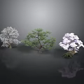 Three Decorative Trees White Green Purple with Foliage and Reflections on Dark Surface