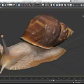 Reptile Snail Featuring Brown Shell And White Body On Black Background