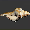 Orange And White Striped Conch Shell With Spiral Shape On Gray Background 3d model