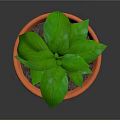 Green Potted Plant With Fresh Leaves In Orange Terracotta Pot And Saucer