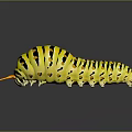 Yellow Black Striped Caterpillar With Orange Antennae And Black Spots On Dark Background