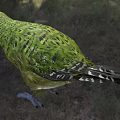 Green And Brown Feathered Flighted Parrot In Outdoor Nature Scene
