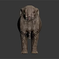 Gray Elephant Standing Against Dark Background With Long Tusks 3D Rendering