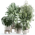 Assorted Green Leafy Plants in Decorative Vases for Indoor Decoration