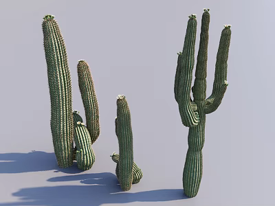 Various Sizes Cactus Bonsai Potted Plants With Tall Green Succulent Stems For Home Decor 3d model