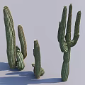 Various Sizes Cactus Bonsai Potted Plants With Tall Green Succulent Stems For Home Decor
