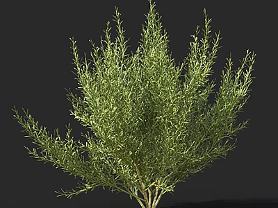 Green Bush With Lush Foliage And Dense Branch Structure In Natural Form 3d model