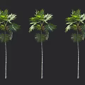 Three Tall Palm Trees With Green Fronds And White Striped Trunks