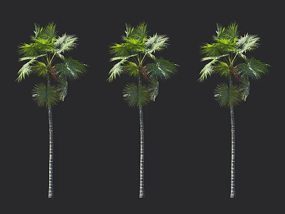 Three Tall Palm Trees With Green Fronds And White Striped Trunks 3d model