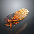 Close Up Of Cicada With Black Body Orange Wings Red Eyes On Smooth Surface