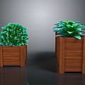 Round And Spreading Green Leafy Plants In Wooden Planters For Home Decor