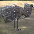 Fluffy Feathered Ostrich Standing On Grassland With Long Legs And Open Beak