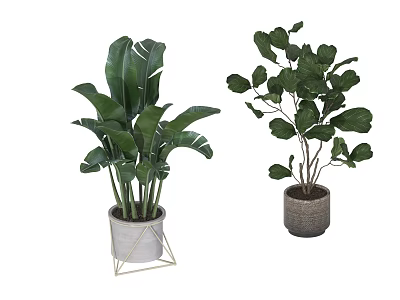 Potted Plants With Large Green Leaves Round Foliage Gold Stand And Gray Pot 3d model