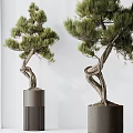 Indoor Bonsai Trees with Twisted Trunks in Gray Cylindrical and White Pots 3d model