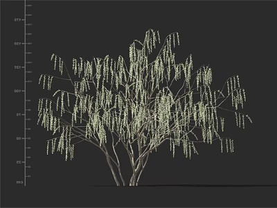 Weeping Willow Tree With Long Hanging Branches And Green Foliage Appearance 3d model