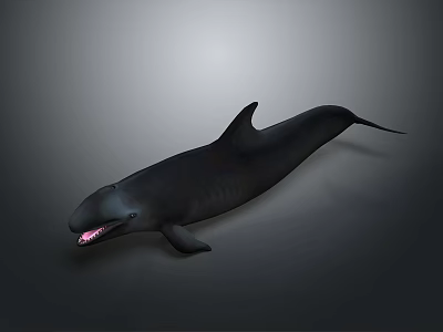 Black Whale With Open Mouth And Sharp Teeth 3D Rendered On Gray Background 3d model