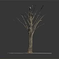 Bare Branched Leafless Tree With Thick Trunk Standing On Square Soil Base Over Light Platform