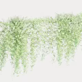 Green Hanging Vines with Lush Leaves for Decorative Display on White Background