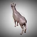 Realistic 3D Model of Standing Deer With Antlers on Gray Gradient Background