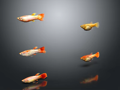 Bright Orange And Gold Fish Swimming In Dark Background As Decorative Living Supplies 3d model