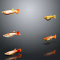 Bright Orange And Gold Fish Swimming In Dark Background As Decorative Living Supplies