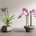Purple and Pink Orchid Bonsai in Gray Pots on Wooden Floor with Light Wall