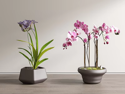 Purple and Pink Orchid Bonsai in Gray Pots on Wooden Floor with Light Wall 3d model