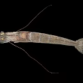 Aquatic Animal Shrimp With Long Antennae Multiple Legs Grayish Brown Spotted Body On Black Background