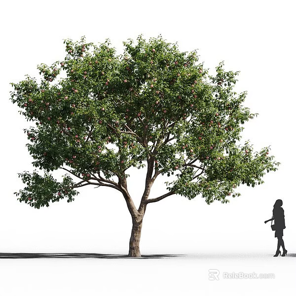 Tall Arbor Tree With Lush Green Foliage And A Person Walking Beside Its Trunk 3d model 