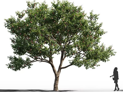 Tall Arbor Tree With Lush Green Foliage And A Person Walking Beside Its Trunk 3d model