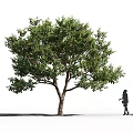 Tall Arbor Tree With Lush Green Foliage And A Person Walking Beside Its Trunk