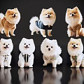 Cute Pomeranian Dogs in Various Outfits Posing on Black Background