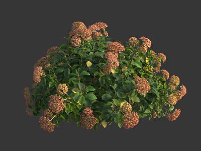 Lush Pink Flower Bush With Green Leaves And Round Growth Shape 3d model